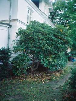 Harje Garbade Garten - Planung - Gestaltung - Pflege