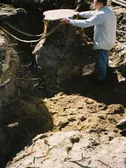 Harje Garbade Garten - Planung - Gestaltung - Pflege