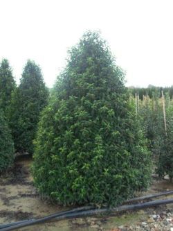 Harje Garbade Garten - Planung - Gestaltung - Pflege