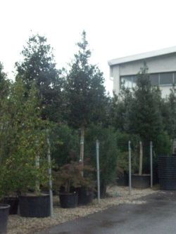 Harje Garbade Garten - Planung - Gestaltung - Pflege Harje Garbade Garten - Planung - Gestaltung - Pflege