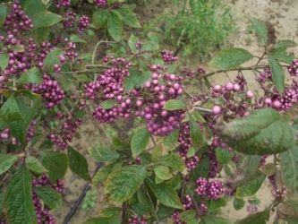 Harje Garbade Garten - Planung - Gestaltung - Pflege Harje Garbade Garten - Planung - Gestaltung - Pflege