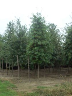 Harje Garbade Garten - Planung - Gestaltung - Pflege